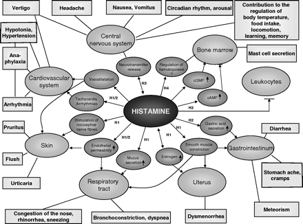 Histamine function and symptoms of histamine intolerance
