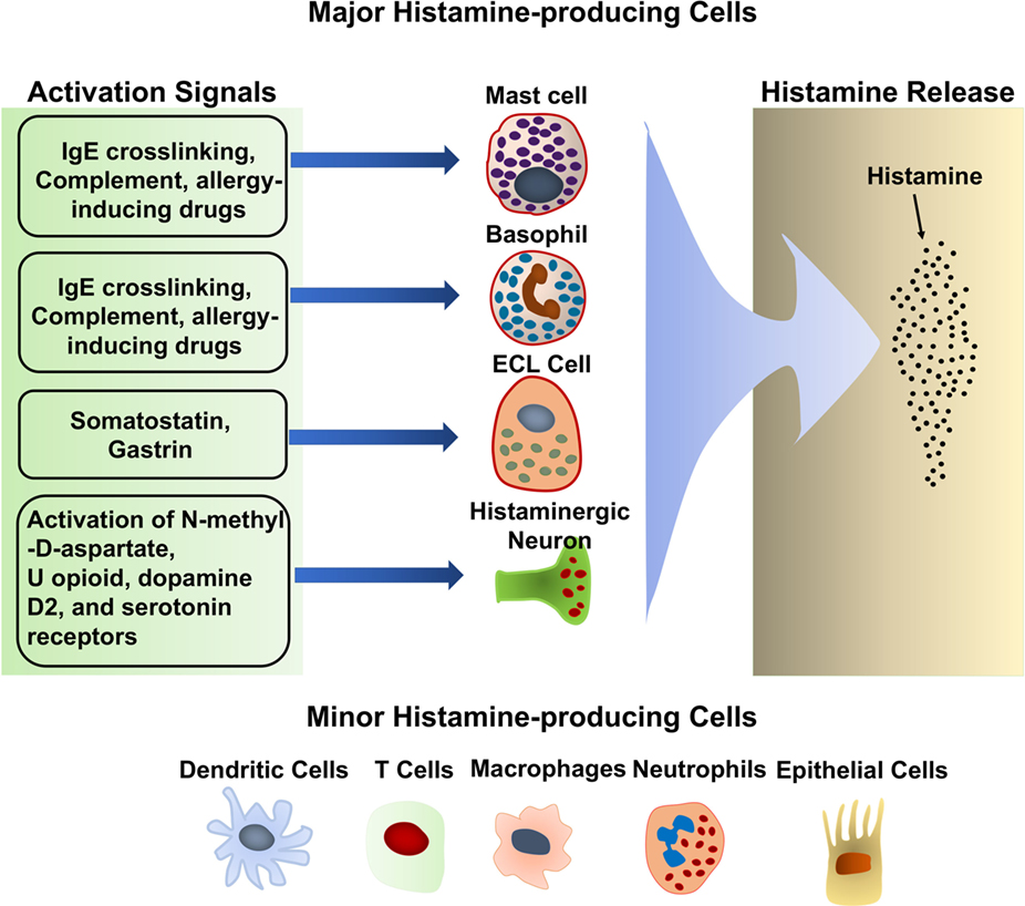 Different types of cells that produce and release histamines, along with their histamine triggers
